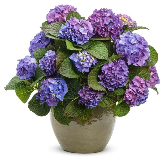 Hydrangea macrophylla Let's Dance&reg; Blue Jangles&reg;