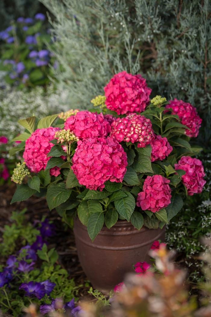 Hydrangea macrophylla Endless Summer&reg; Summer Crush&reg;