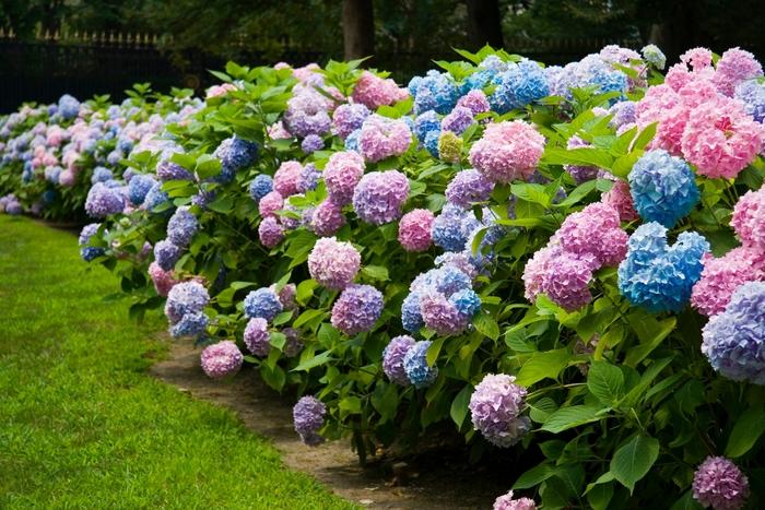 Hydrangea macrophylla Endless Summer&reg; The Original&reg;