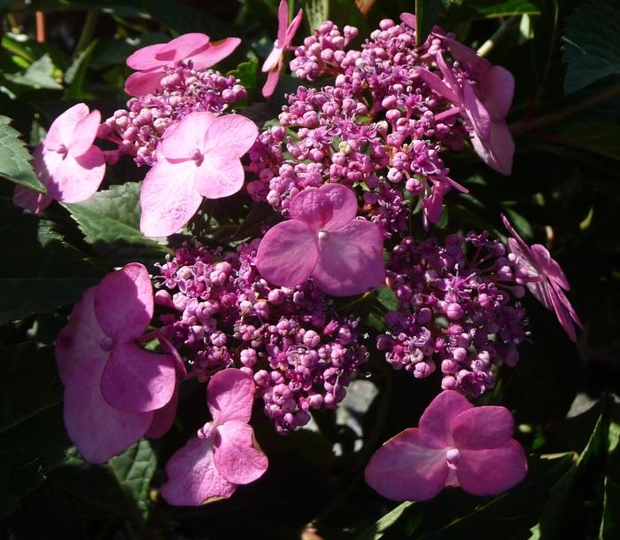 Hydrangea macrophylla Endless Summer&reg; Twist-n-Shout&reg;