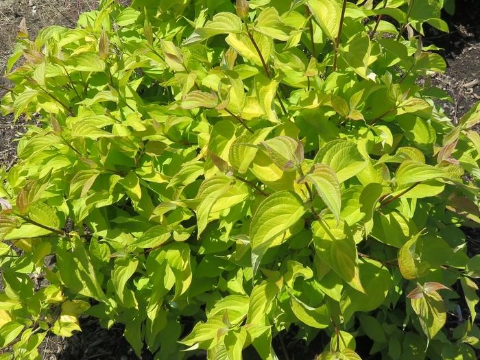 Cornus alba Neon Burst&trade;