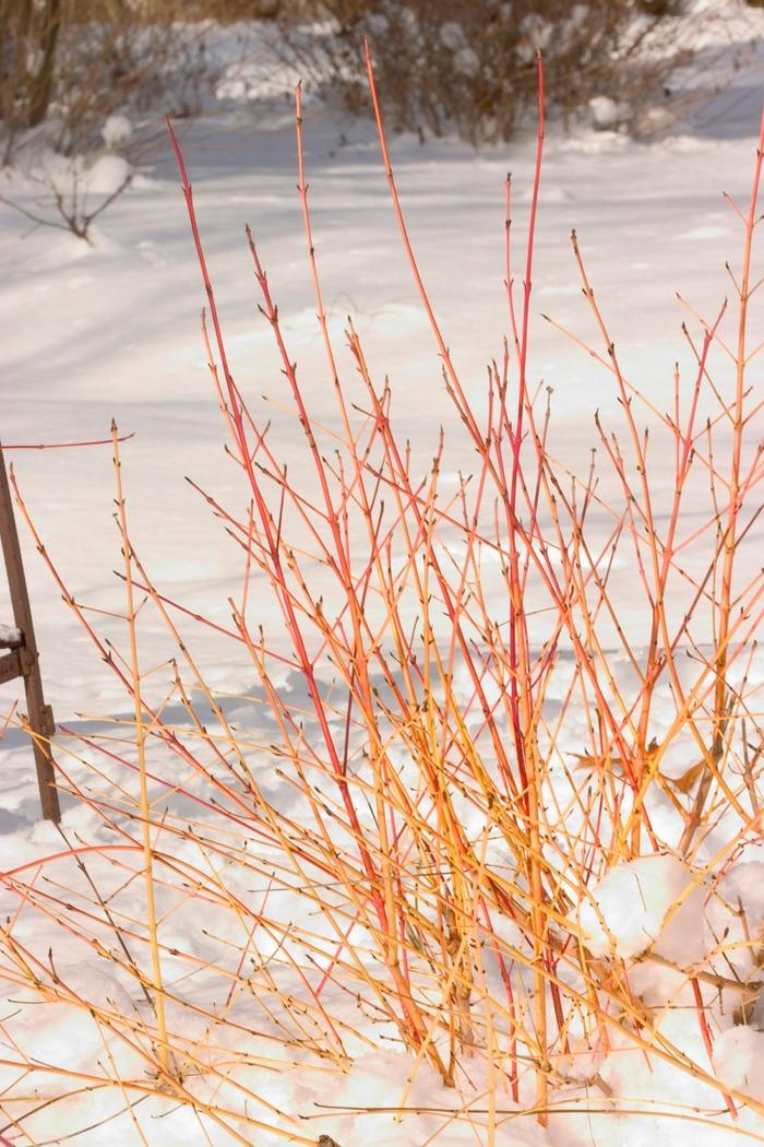 Cornus sanguinea Arctic Sun&reg;