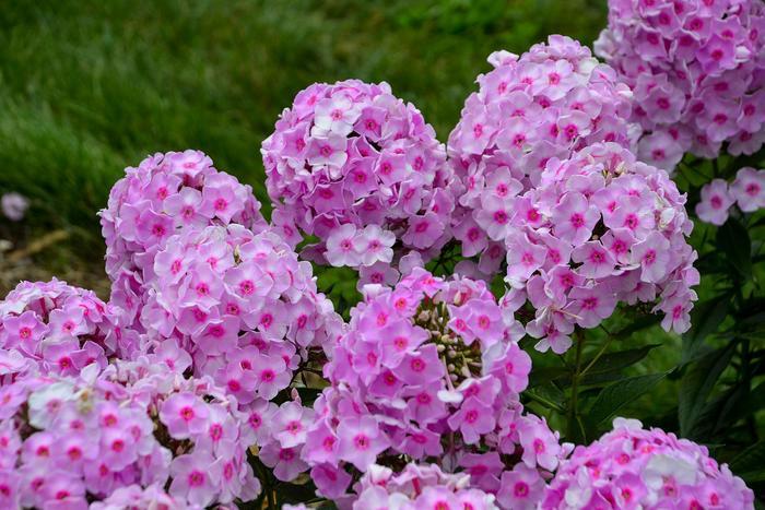 Phlox paniculata Luminary&trade; Opalescence