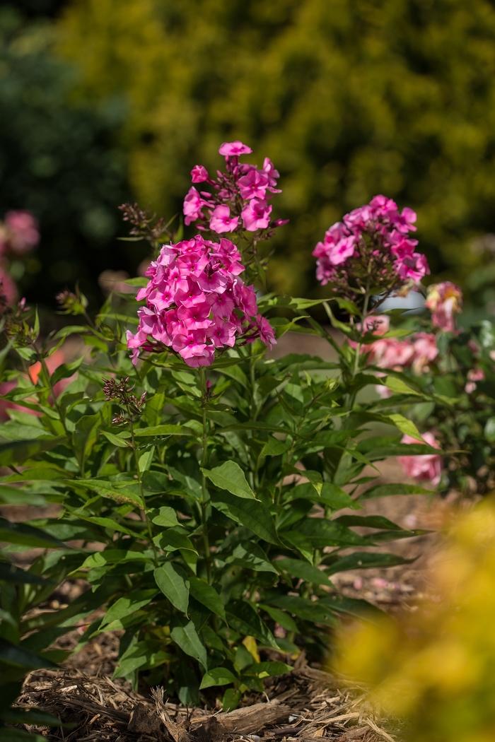 Phlox paniculata Candy Store&reg; Bubblegum Pink&trade;