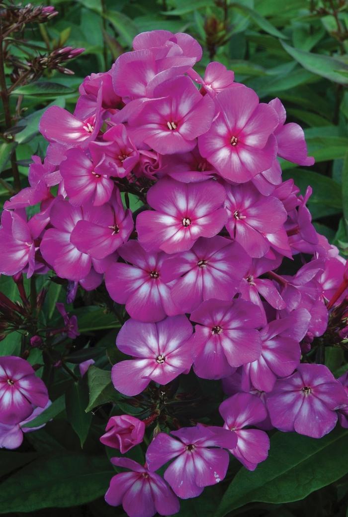 Phlox paniculata Candy Store&reg; Grape Lollipop&trade;