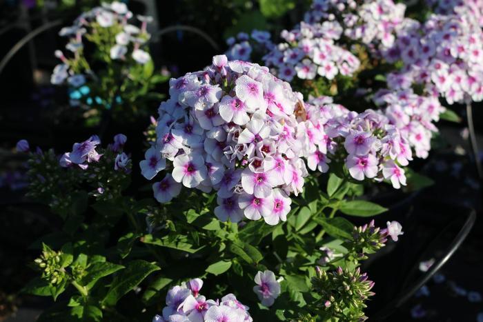 Phlox paniculata Ka-Pow&reg; White Bicolor