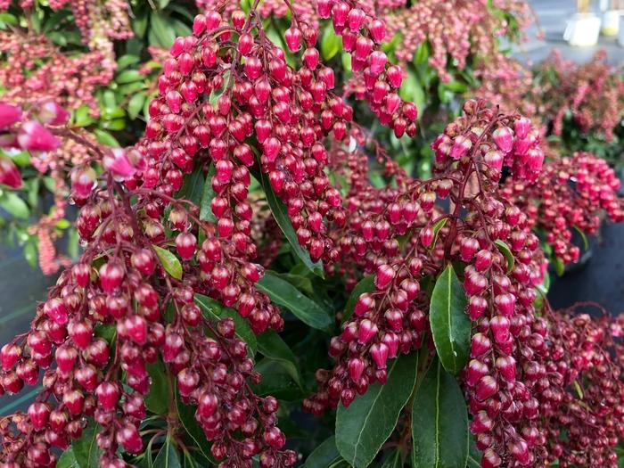 Pieris japonica Interstella&reg;