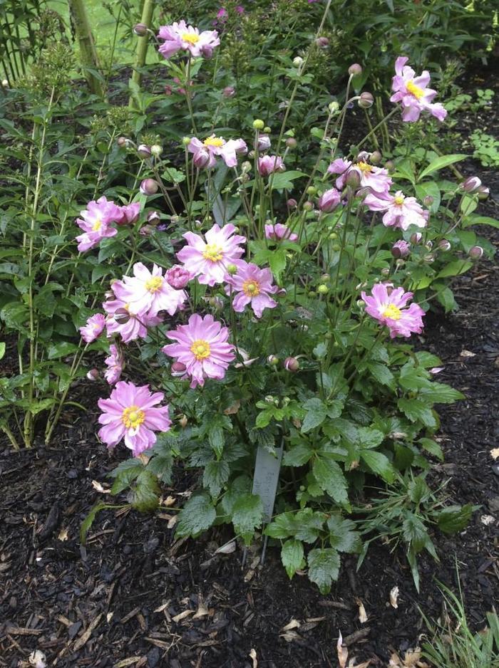 Anemone hupehensis Fantasy&trade; Pocahontas