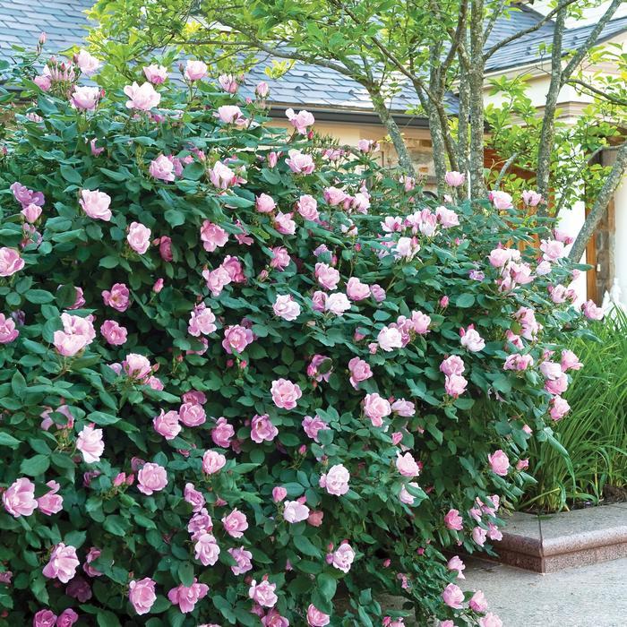 Rosa Knock Out&reg; Blushing