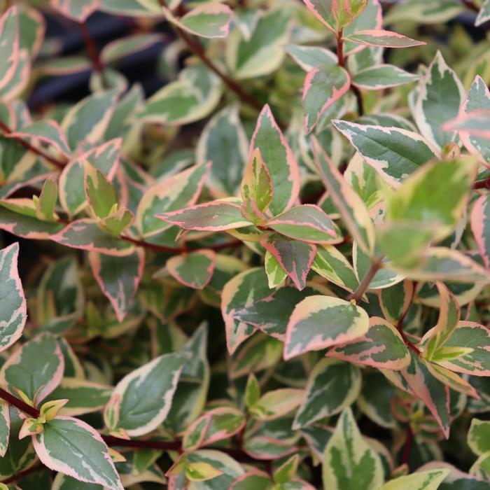 Abelia x grandiflora Tres Amigos&trade;