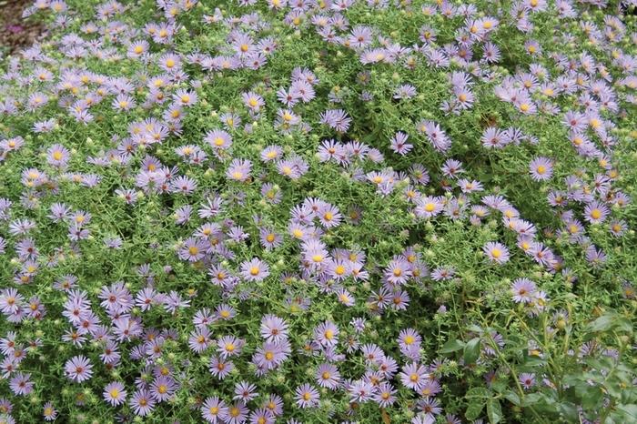 Aster novae-angliae Grape Crush