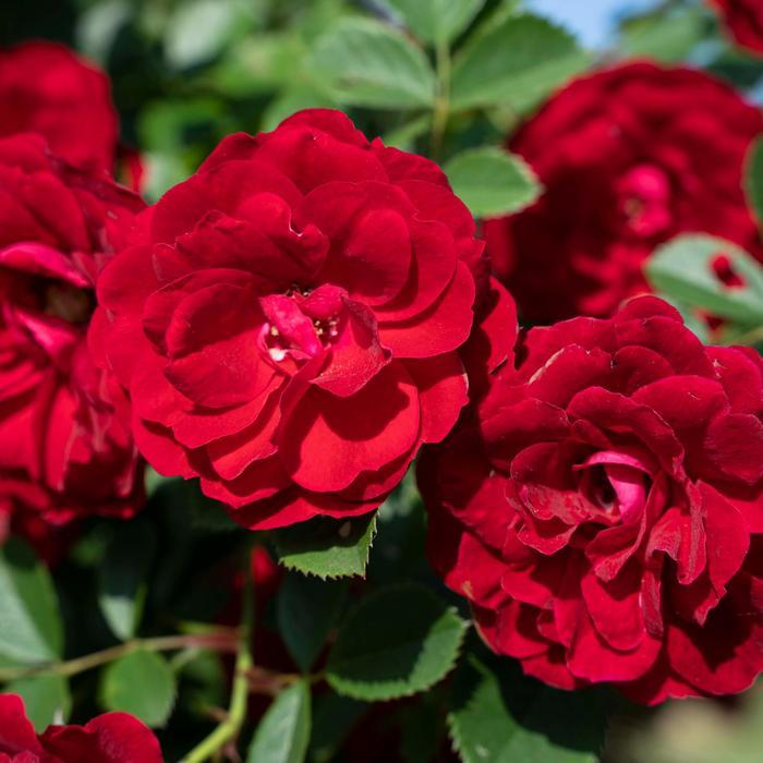 Rosa Cherry Frost&trade;