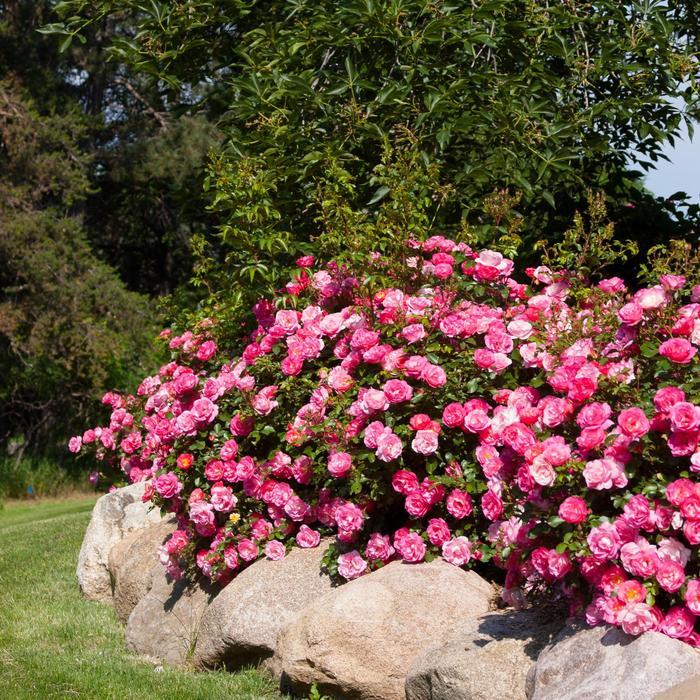 Rosa Easy Elegance&reg; Sunrise Sunset