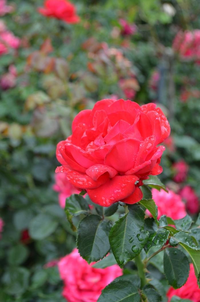 Rosa Easy Elegance&reg; Super Hero