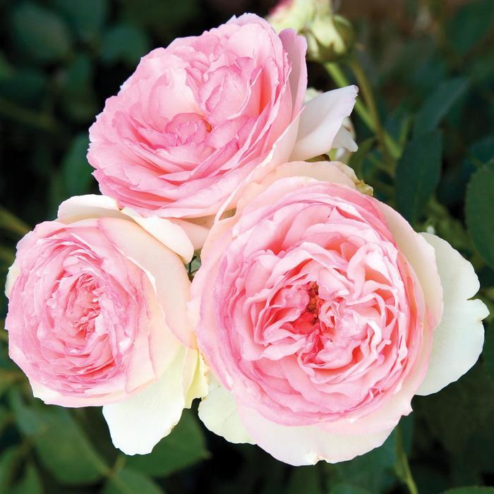 Rosa Eden Climber&reg;