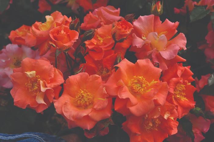 Rosa Kolorscape&reg; Firecracker&trade;