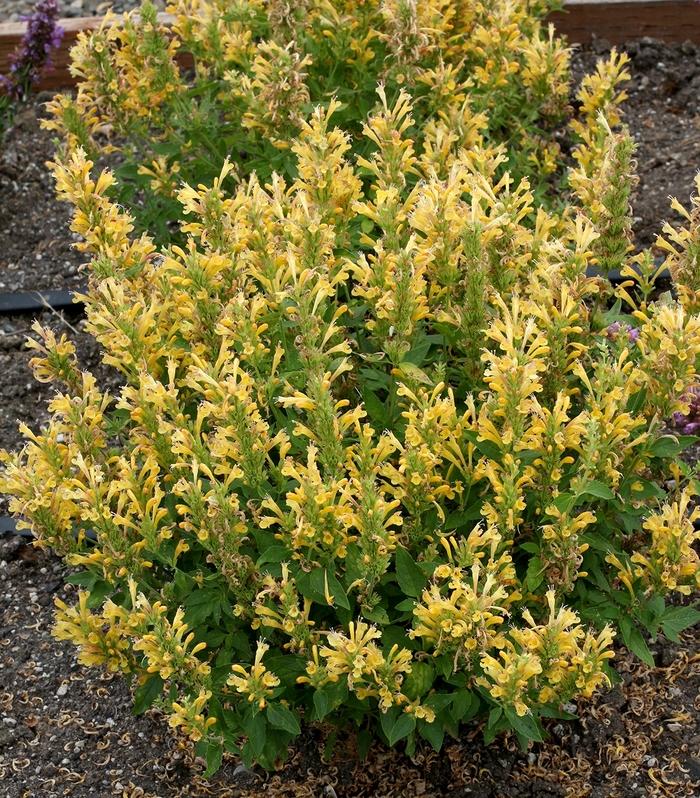 Agastache Poquito&trade; Butter Yellow