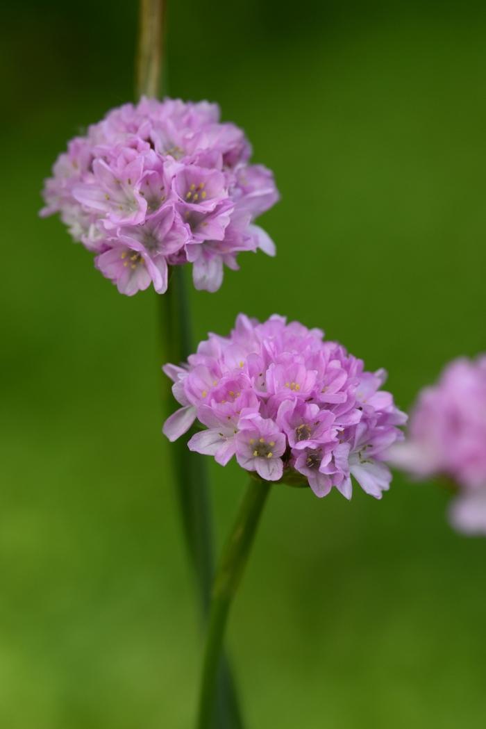 Armeria pseudarmeria Dreameria&trade; Sweet Dreams