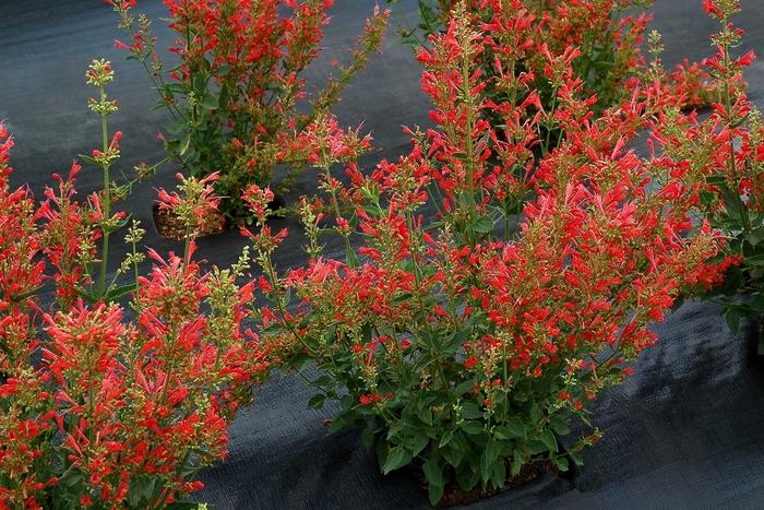 Agastache Kudos Red