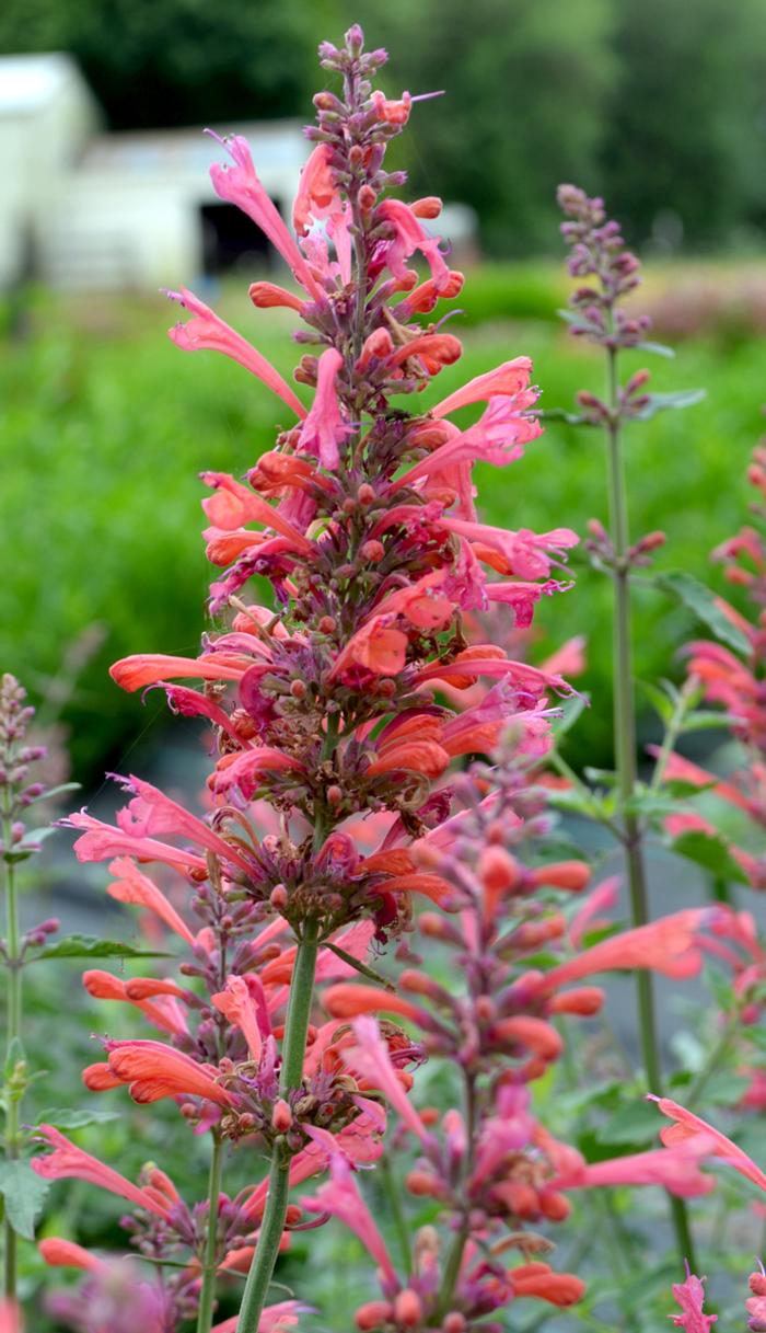 Agastache Kudos Coral