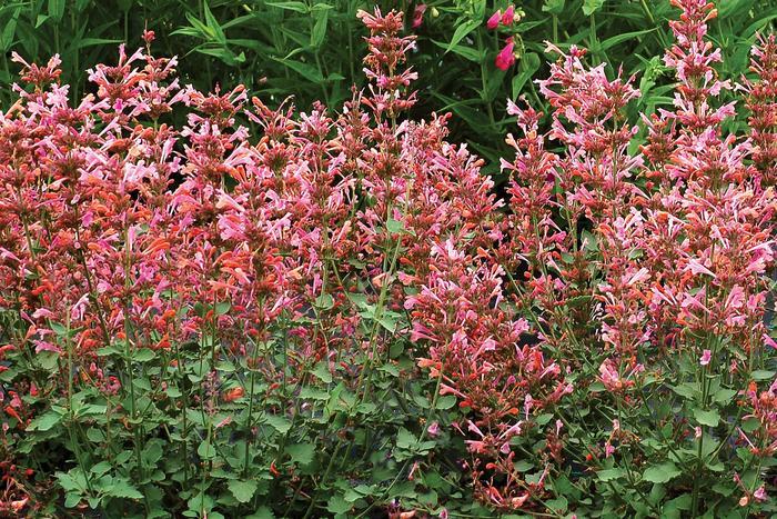 Agastache Kudos Ambrosia