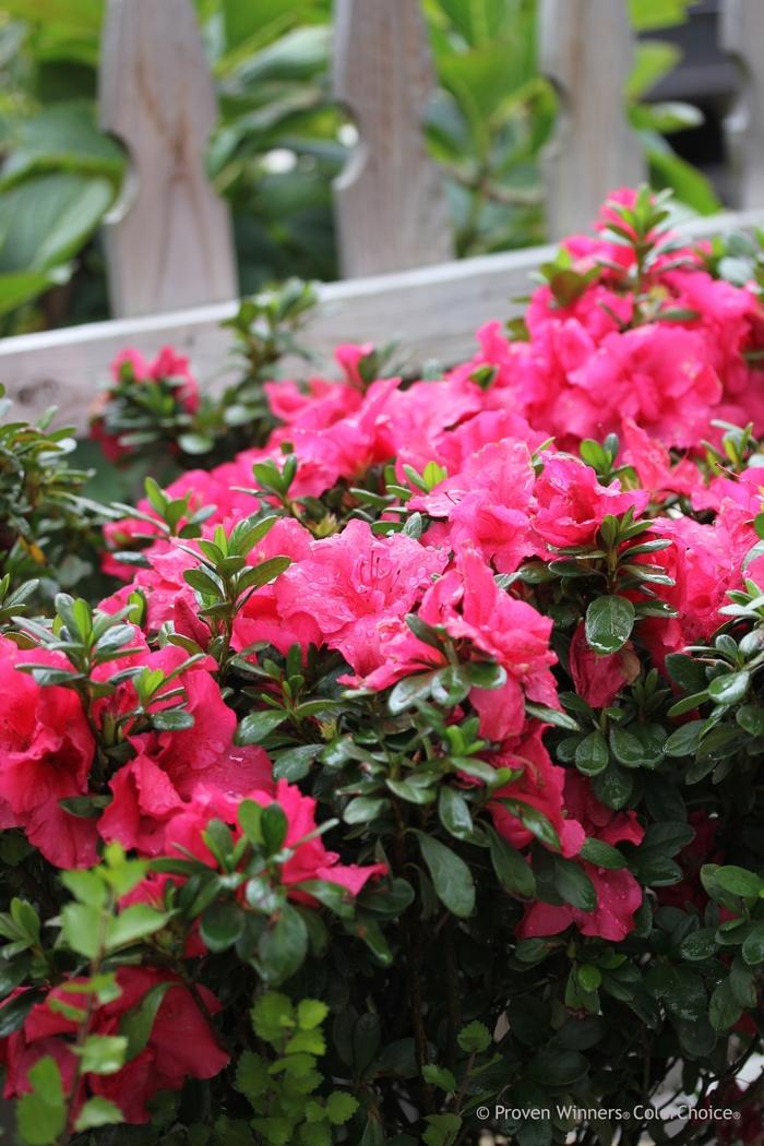 Azalea Bloom-A-Thon&reg; Hot Pink