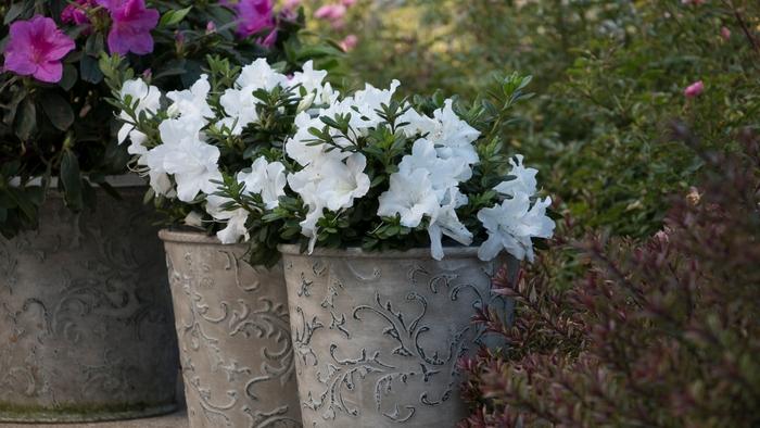 Azalea Bloom-A-Thon&reg; White