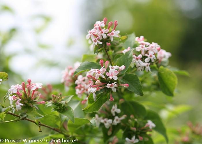 Abelia mosanensis Color Choice&reg; Sweet Emotion&reg;