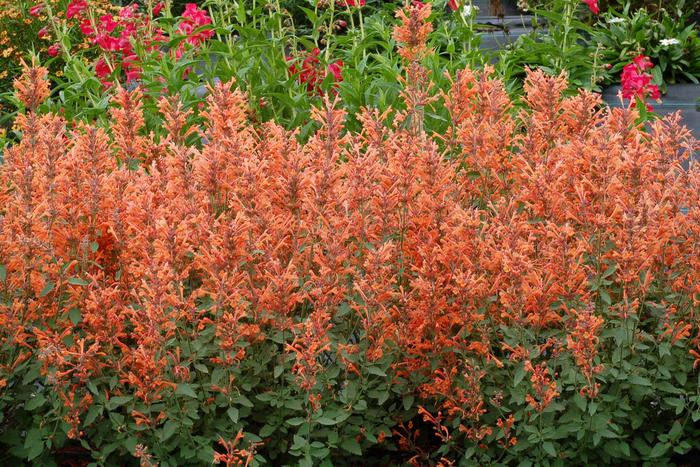Agastache Kudos Mandarin