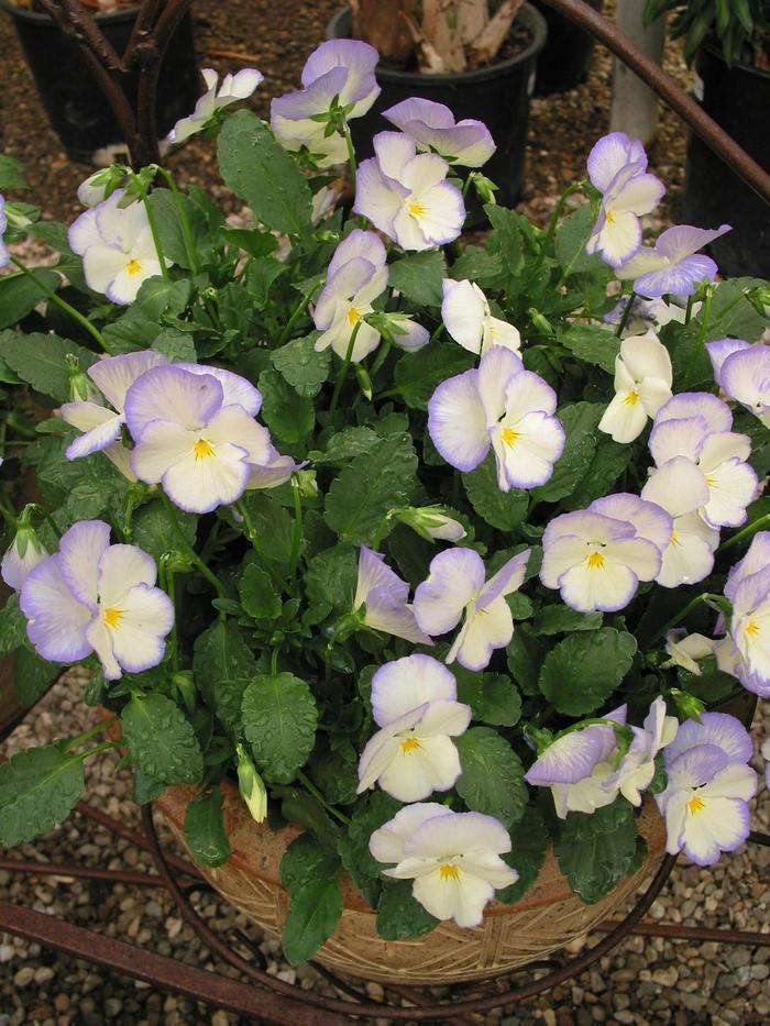 Viola cornuta Celestial&trade; Blue Moon