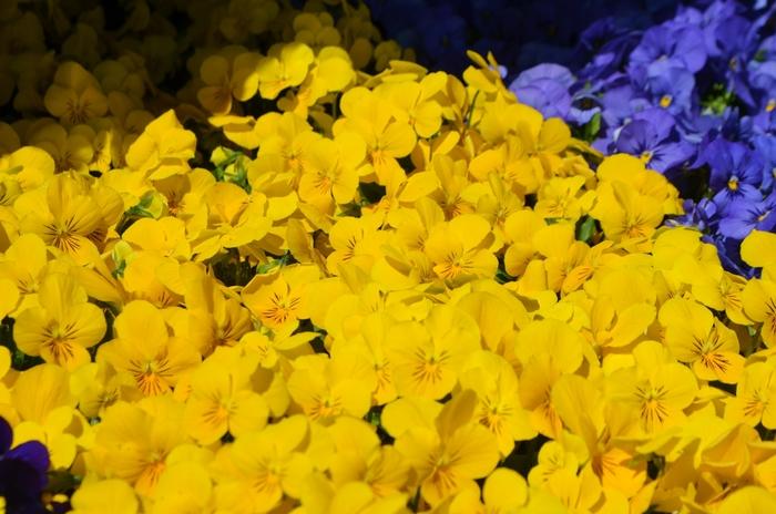 Viola cornuta Admire&reg; Yellow