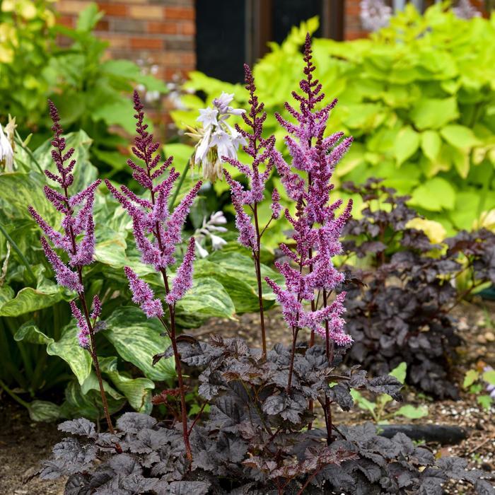 Astilbe Dark Side of the Moon