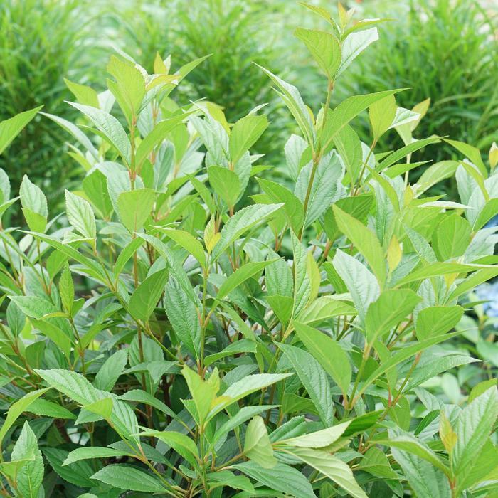 Viburnum Sweet Talker&reg; 