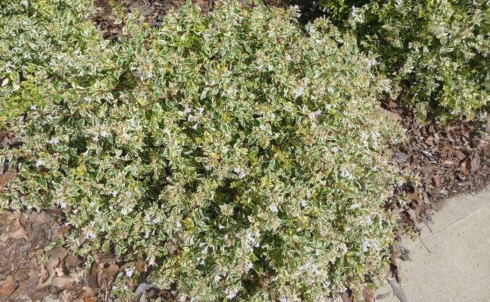 Abelia x grandiflora Twist of Lime&trade;