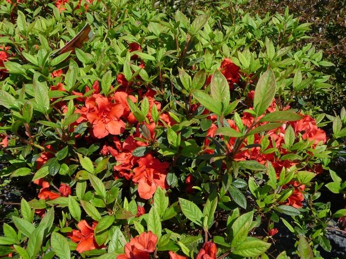 Azalea Encore&reg; Autumn Embers&trade;