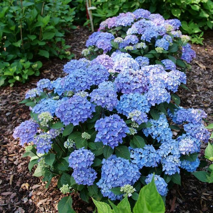 Hydrangea macrophylla Let's Dance Lovable&reg;