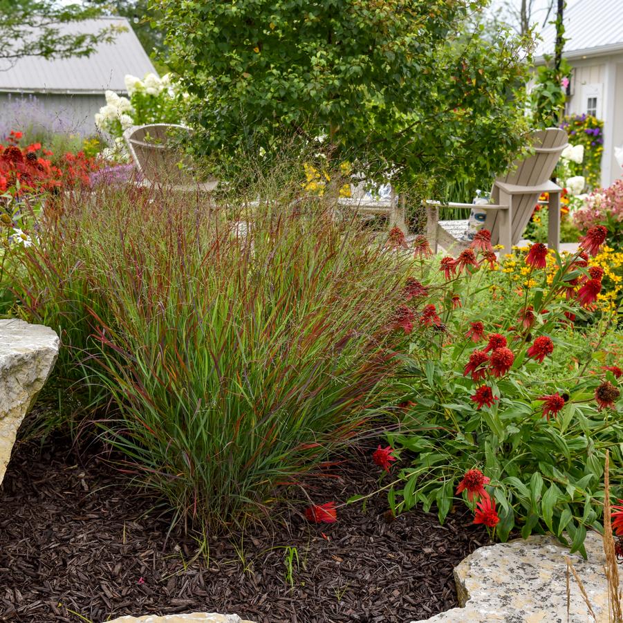 Panicum virgatum Prairie Winds® 'Cheyenne Sky' - Red Switch Grass