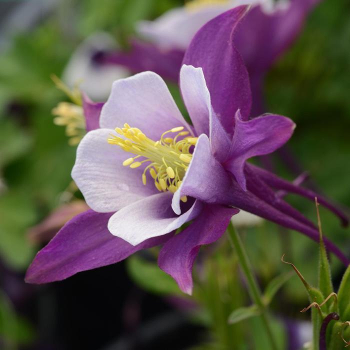 Aquilegia caerulea Earlybird&trade; Purple White