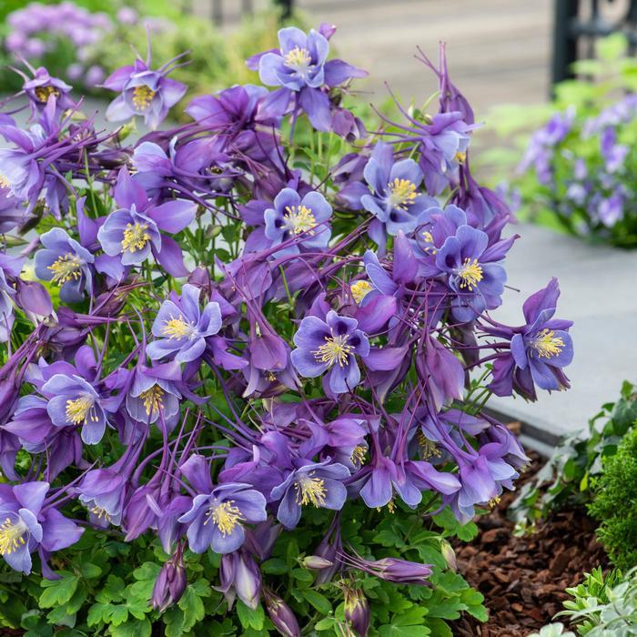 Aquilegia caerulea Earlybird&trade; Purple Blue