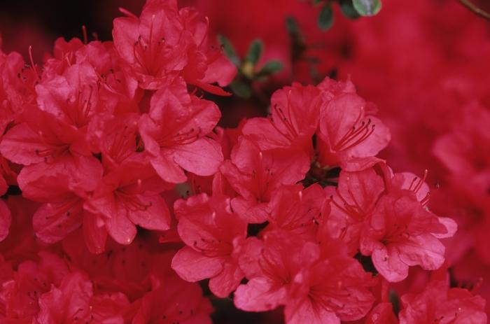 Azalea Kurume Hybrid Hino-Crimson
