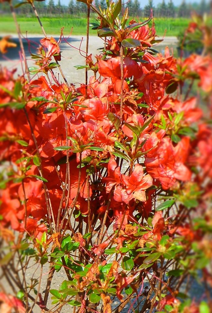 Azalea Gable hybrid Stewartstonian