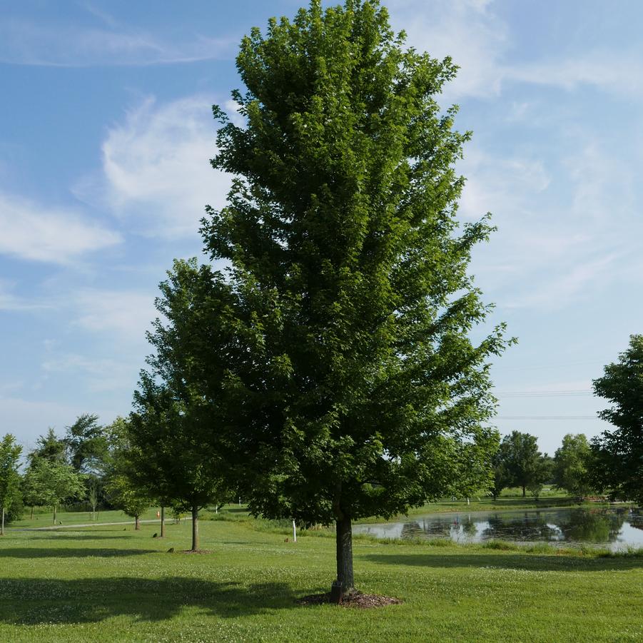 Acer x freemanii 'Autumn Blaze®' - Freeman Maple from Grower Website Two