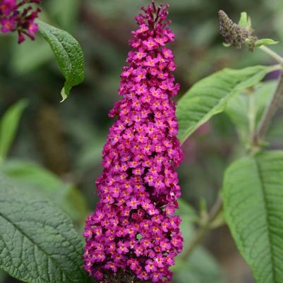 Buddleia CranRazz&trade;