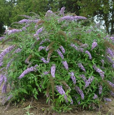 Buddleia Lavender Cascade