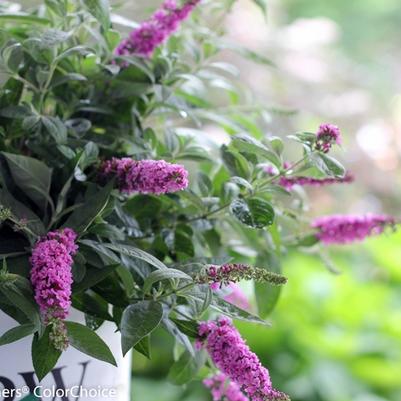 Buddleia Lo & Behold&reg; Pink Micro Chip