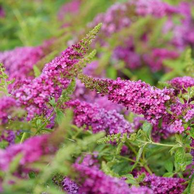 Buddleia Lo & Behold&reg; Ruby Chip&reg;