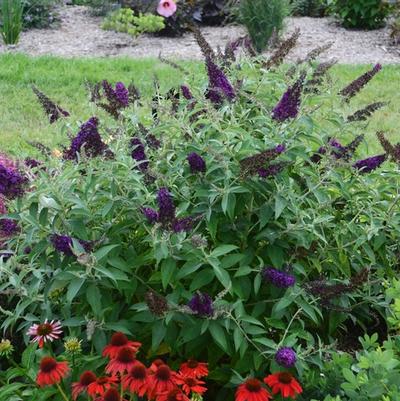 Buddleia davidii Monarch&reg; Dark Dynasty