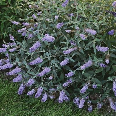 Buddleia davidii Monarch&reg; Glass Slippers
