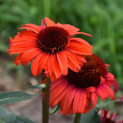 Echinacea Eye-Catcher&trade; Tanager