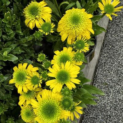 Echinacea Sunny Days&trade; Lemon